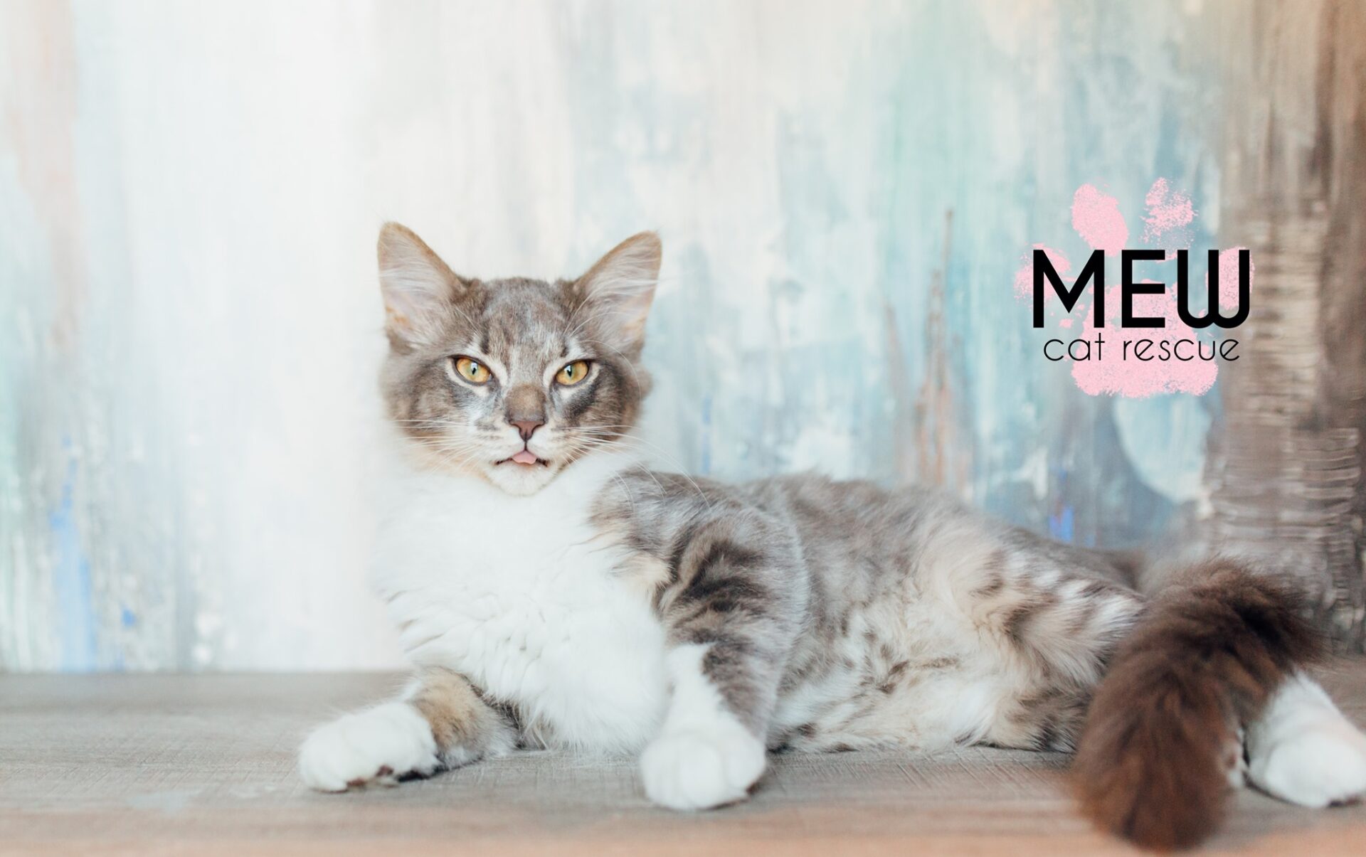 mew cat rescue